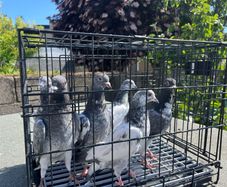pigeon
