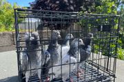 pigeon