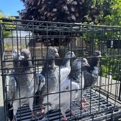 pigeon