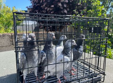 pigeon