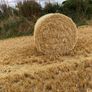 Barley straw Image 2