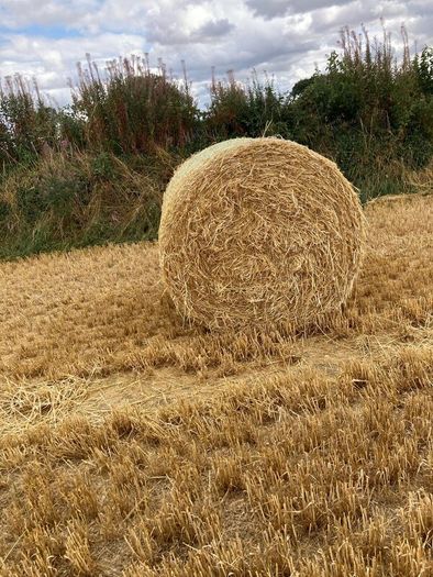 Barley straw