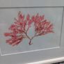 3 seaweed paintings, real seaweed, no post, D18 Image 4