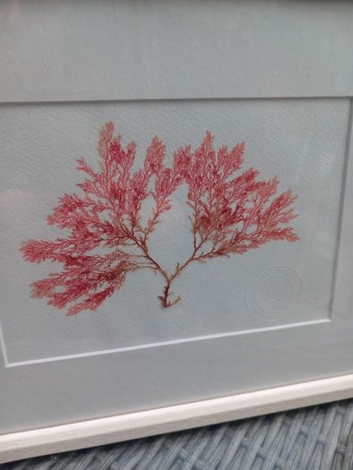 3 seaweed paintings, real seaweed, no post, D18