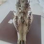 Deer Skull Image 4