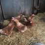 point of lay hens Image 2