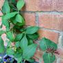 Honeysuckle plant Image 3