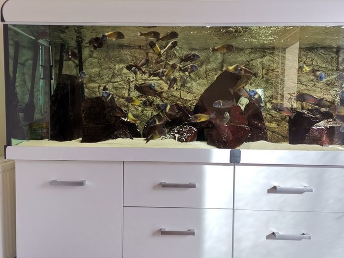 Aquarium, Fish tank, 720L Diversa