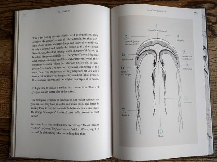 Amazing Jellyfish: Mysterious Dweller of the Deep by Michael Stavaric, Age 9+
