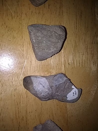 fossils - potentially hundreds of millions of years old
