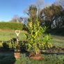 Hedging Laurel & Griselenia Image 8