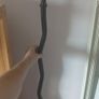 Ez curl bar and 90kg of weights Image 4