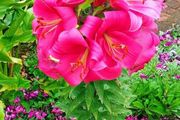 Tree Lily Swap