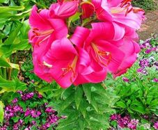 Tree Lily Swap