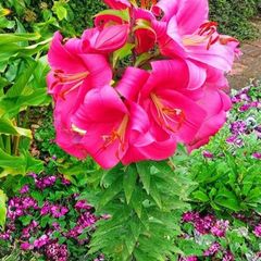 Tree Lily Swap