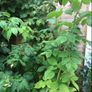 Yellow Big Raspberry plant Image 8