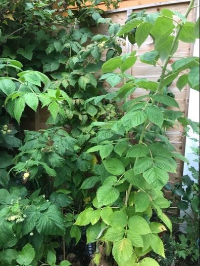 Yellow Big Raspberry plant