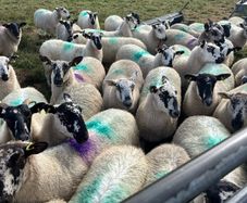Hoggets