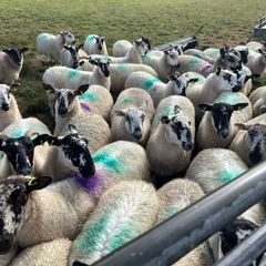 Hoggets