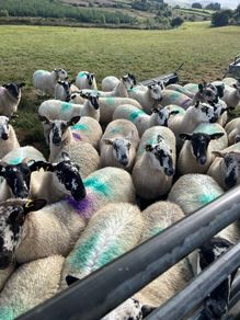 Hoggets