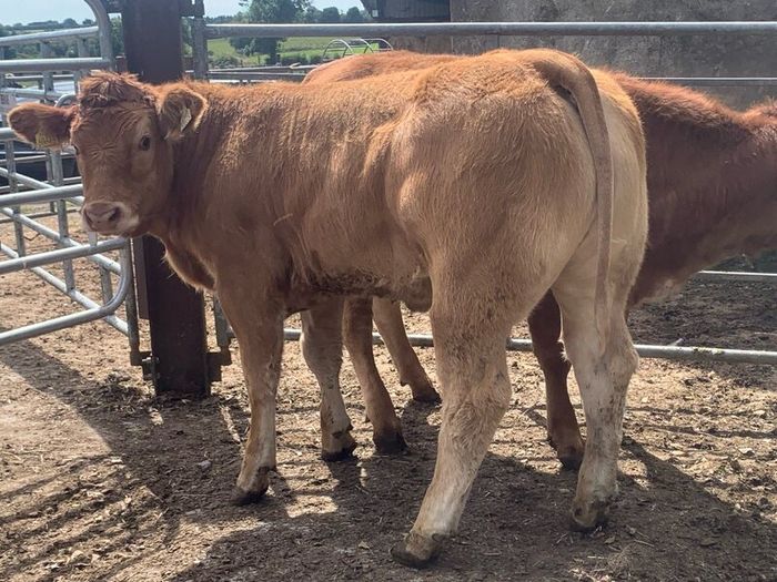 2 super cow makers