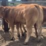 2 super cow makers Image 3
