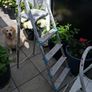 2 step ladders Image 2