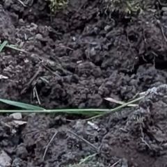 Top soil 6 cubic meters
