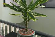 Dracaena
