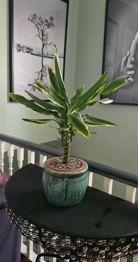 Dracaena