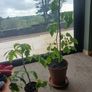 Organic Tomato Plants Image 4