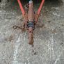cattle trailer Image 7