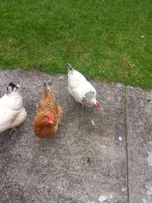 chickens