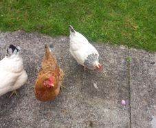 chickens