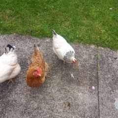 chickens