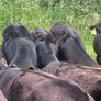 22 Angus Heifers Image 10
