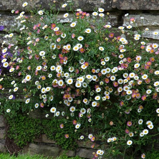 Offshoots, Divisions and Seedlings