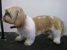 Dog grooming Blackrock Image 10