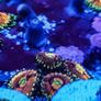 Rainbow Incinerator Zoa Image 4
