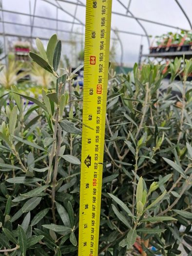 olive tree
