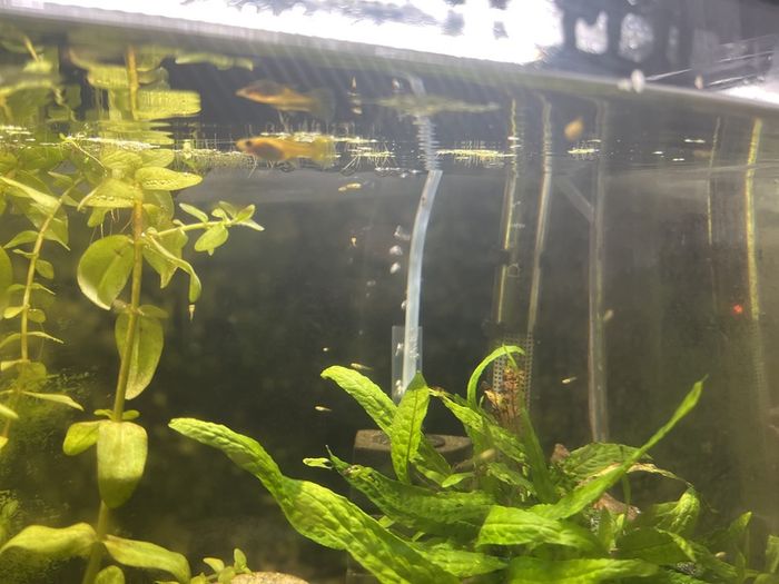 Guppy juveniles
