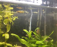 Guppy juveniles