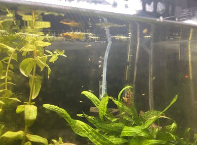 Guppy juveniles