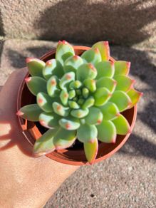 plant