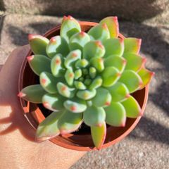 plant