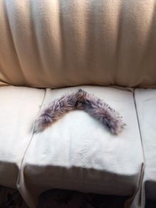 Fur Collar (Genuine Fur) Coyote
