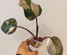On hold No.6 Philodendron Red Anderson
