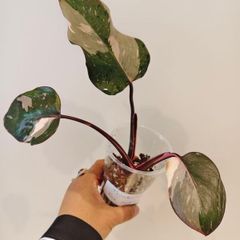 On hold No.6 Philodendron Red Anderson