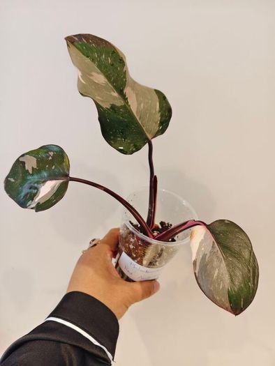 On hold No.6 Philodendron Red Anderson