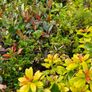 Fuchsia Plants 2euros Image 8